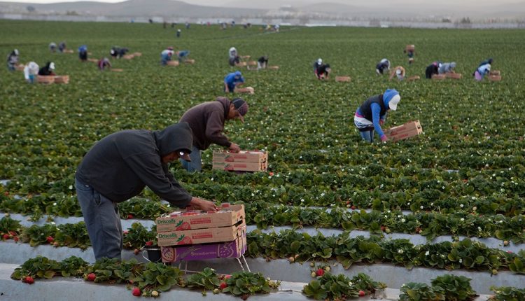 San Quintín, jornaleros, falta de pago
