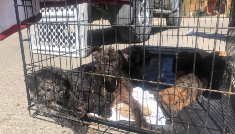 perros, maltrato animal, natura