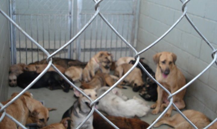 Perros callejeros, Perrera, Adopción,