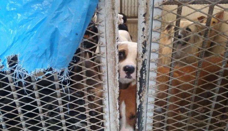 Perros de la calle, Mexicali, Perrera, Guadalupe Mora